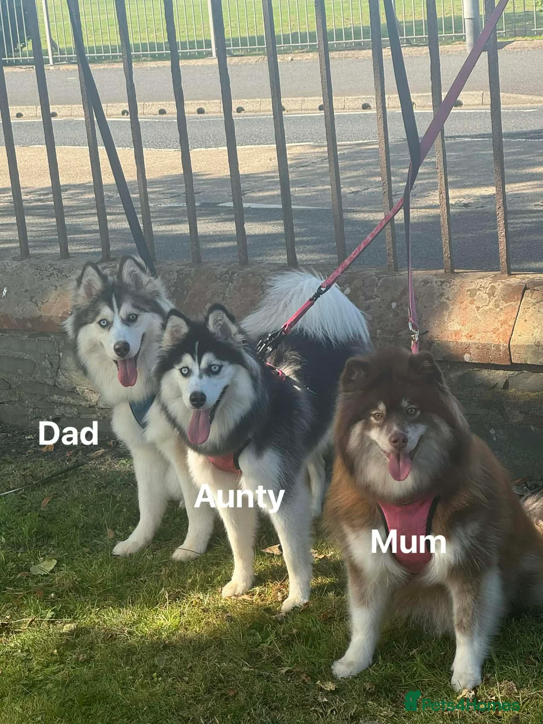 Pomsky dogs for sale: Pomsky puppies  - Advert 1