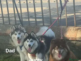 Pomsky dogs Pomsky puppies - Advert 1