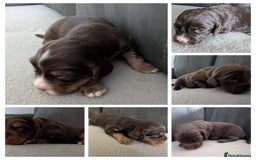 Cocker Spaniel dogs for sale: Chocolate/Chocolate Tan working cocker pups - Advert 11