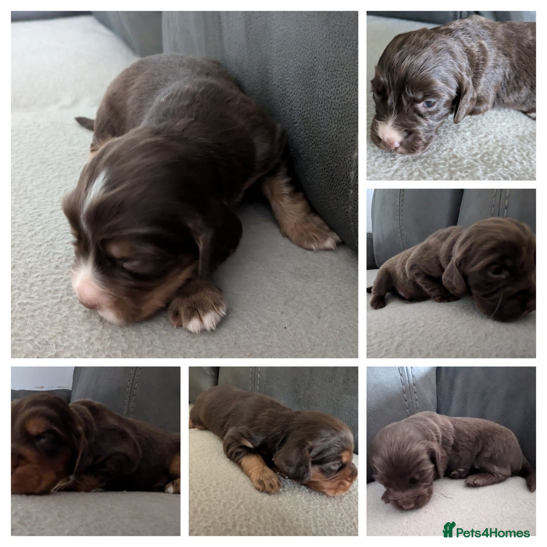 Cocker Spaniel dogs for sale: Chocolate/Chocolate Tan working cocker pups - Advert 11