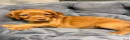 Cocker Spaniel dogs for sale: 💙 Boy Red KC Working Cocker Spaniel 💙 - Advert 15