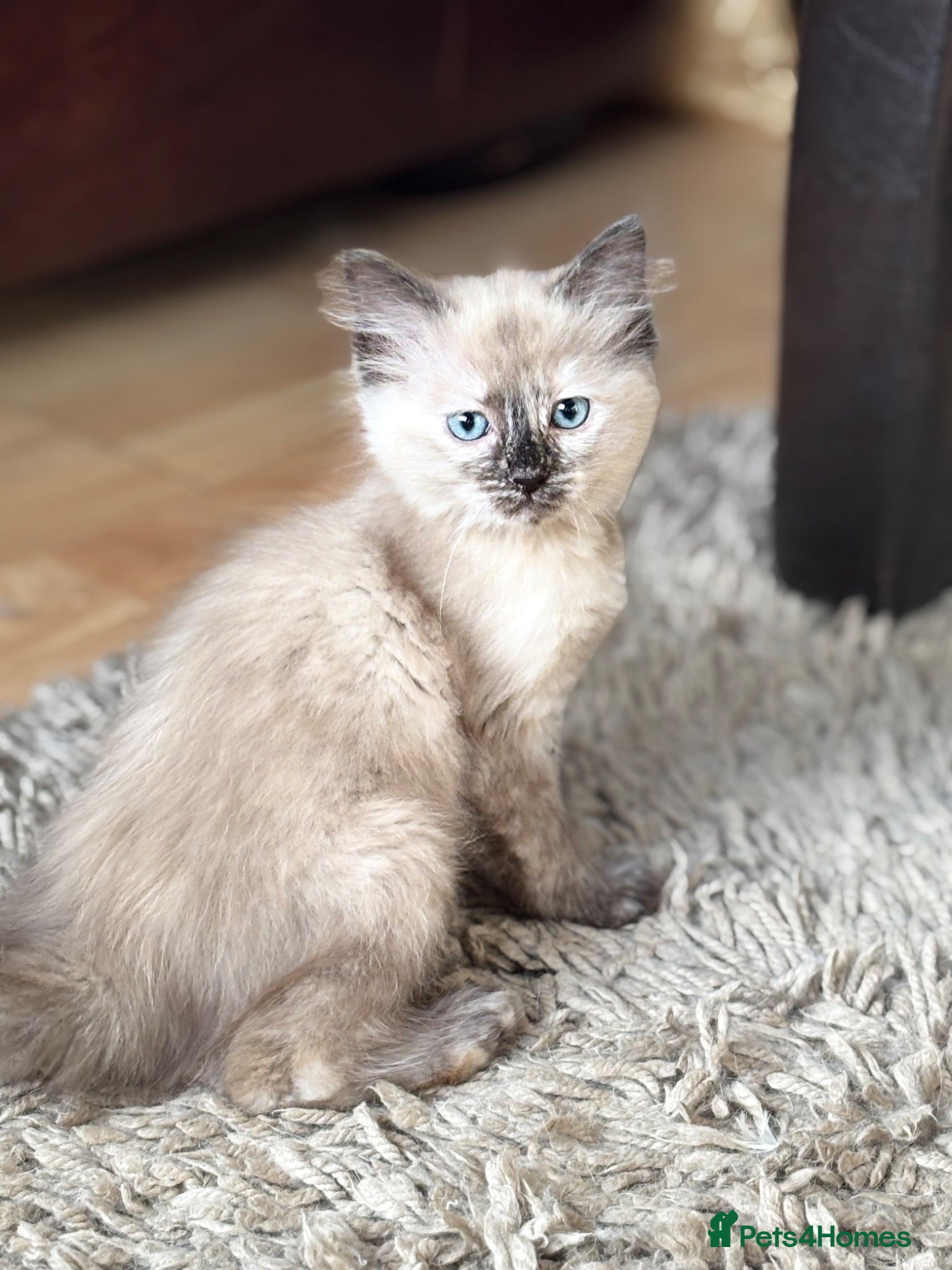 Ragdoll cats Gorgeous ragdoll x kitten available now - Advert 18