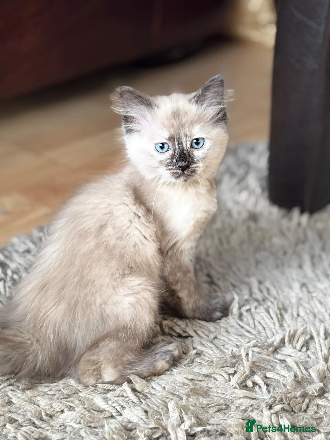 Ragdoll cats for sale: Gorgeous ragdoll x kitten available now - Advert 1