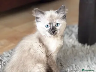 Ragdoll cats Gorgeous ragdoll x kitten available now - Advert 1