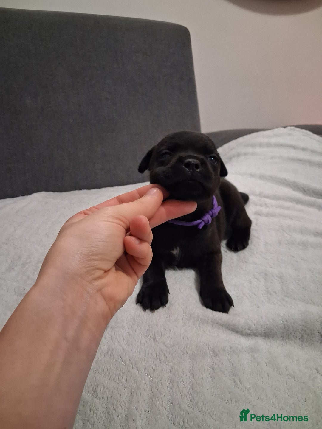 Staffordshire Bull Terrier dogs for sale: Show quality Staffordshire Bull Terrier - Advert 5