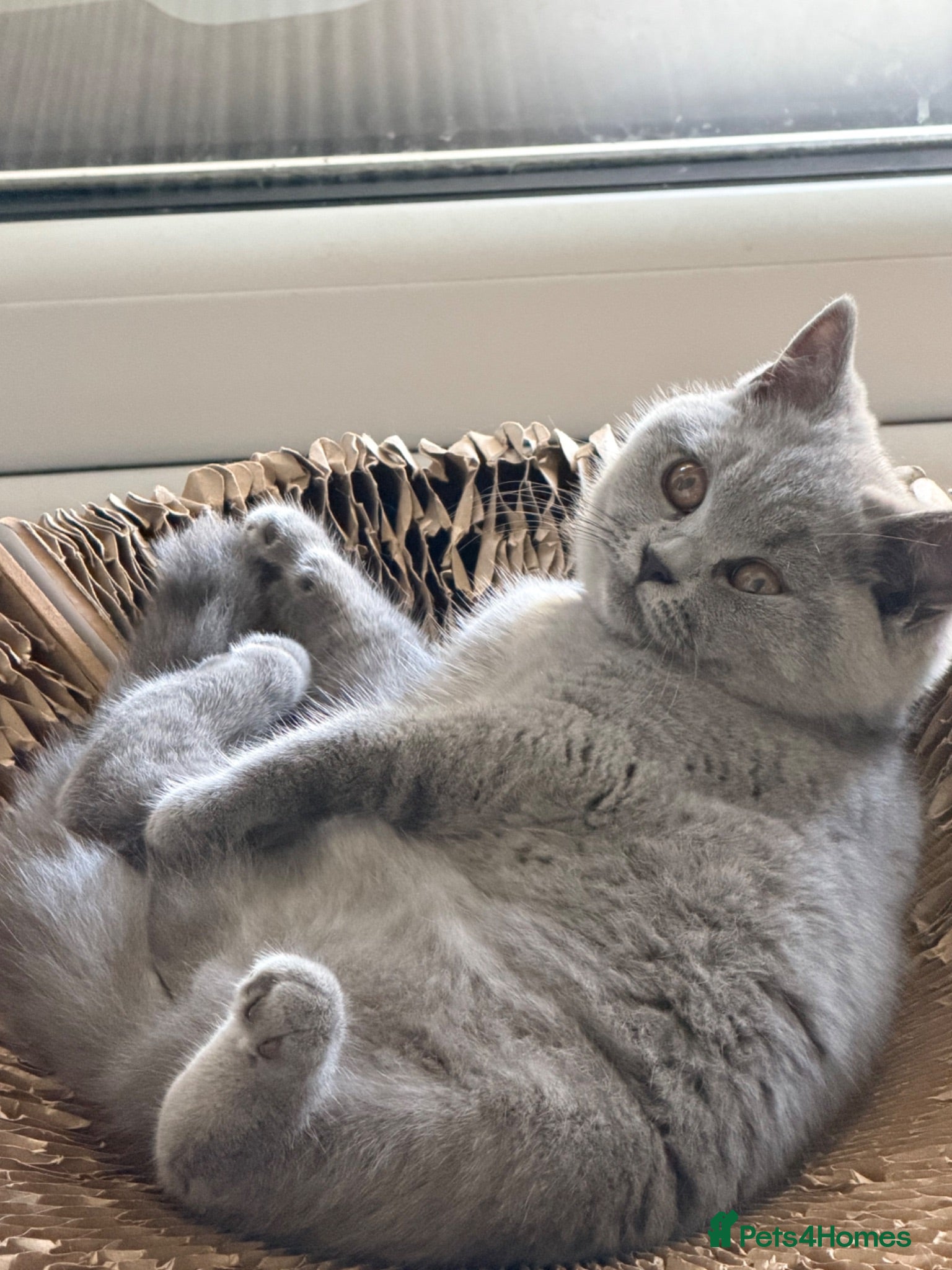 British Shorthair cats READY- 1 FEMALE-GCCF BRITISH SHORTHAIR - Advert 2
