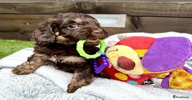 Cockapoo dogs - Advert 14