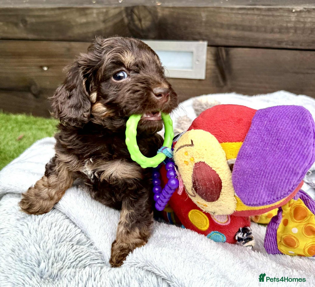 Cockapoo dogs for sale: 🤎🧡F1 Extensively Health Tested Cockapoos🧡🤎 - Image 3