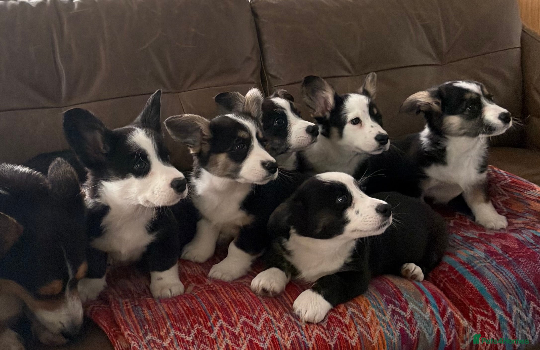 Welsh Corgi Cardigan dogs Beautiful Cardiganshire Corgi Pups ⭐️ - Advert 6