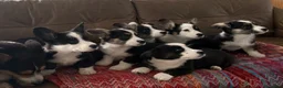 Welsh Corgi Cardigan dogs for sale: ⭐️Beautiful Cardiganshire Corgi Pups *1 LEFT*⭐️ - Advert 28