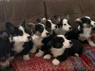 Welsh Corgi Cardigan dogs Beautiful Cardiganshire Corgi Pups ⭐️ - Advert 6