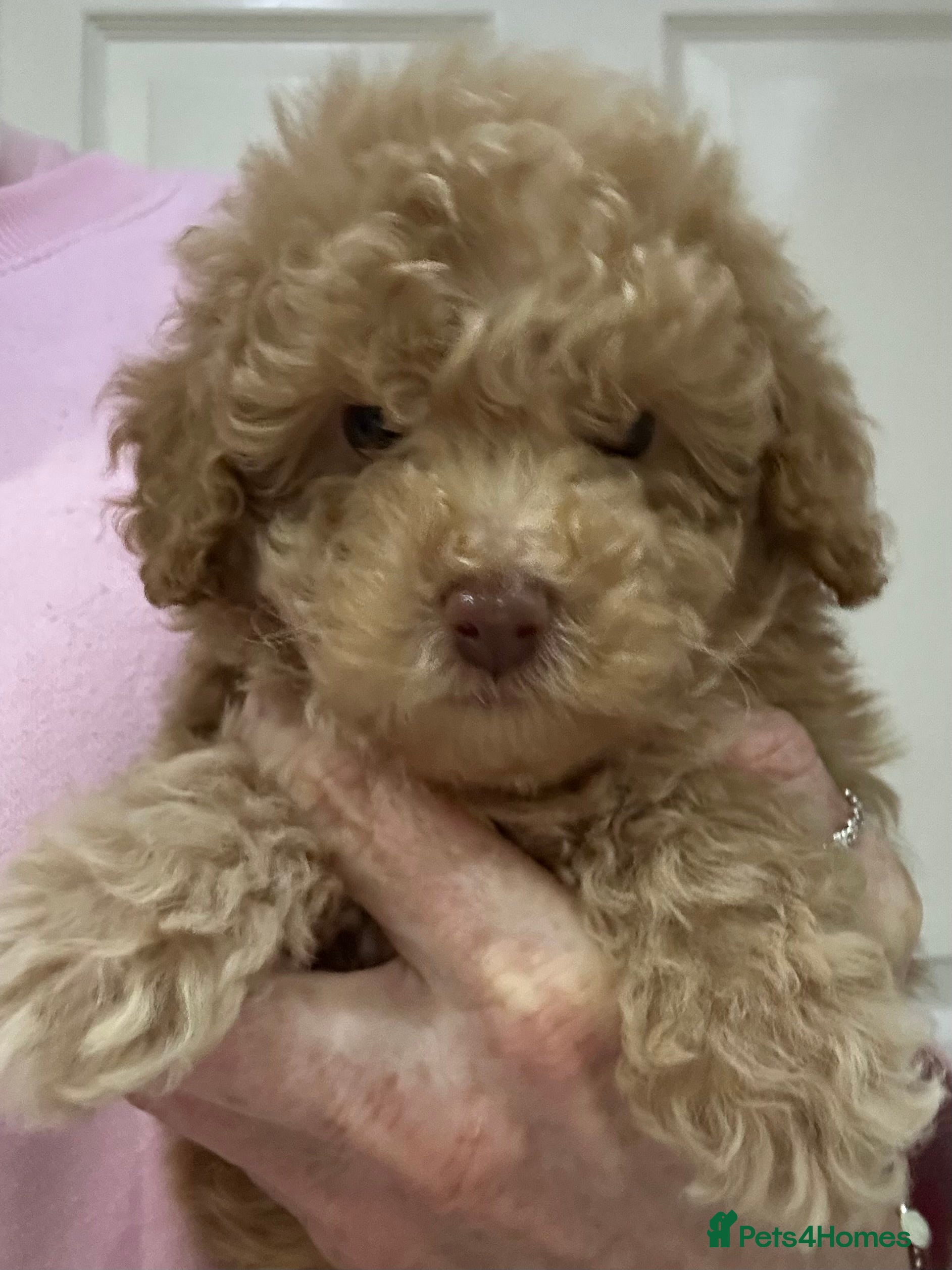 Toy Poodle dogs Tiny toy poodle puppies Ready Now! - Advert 13