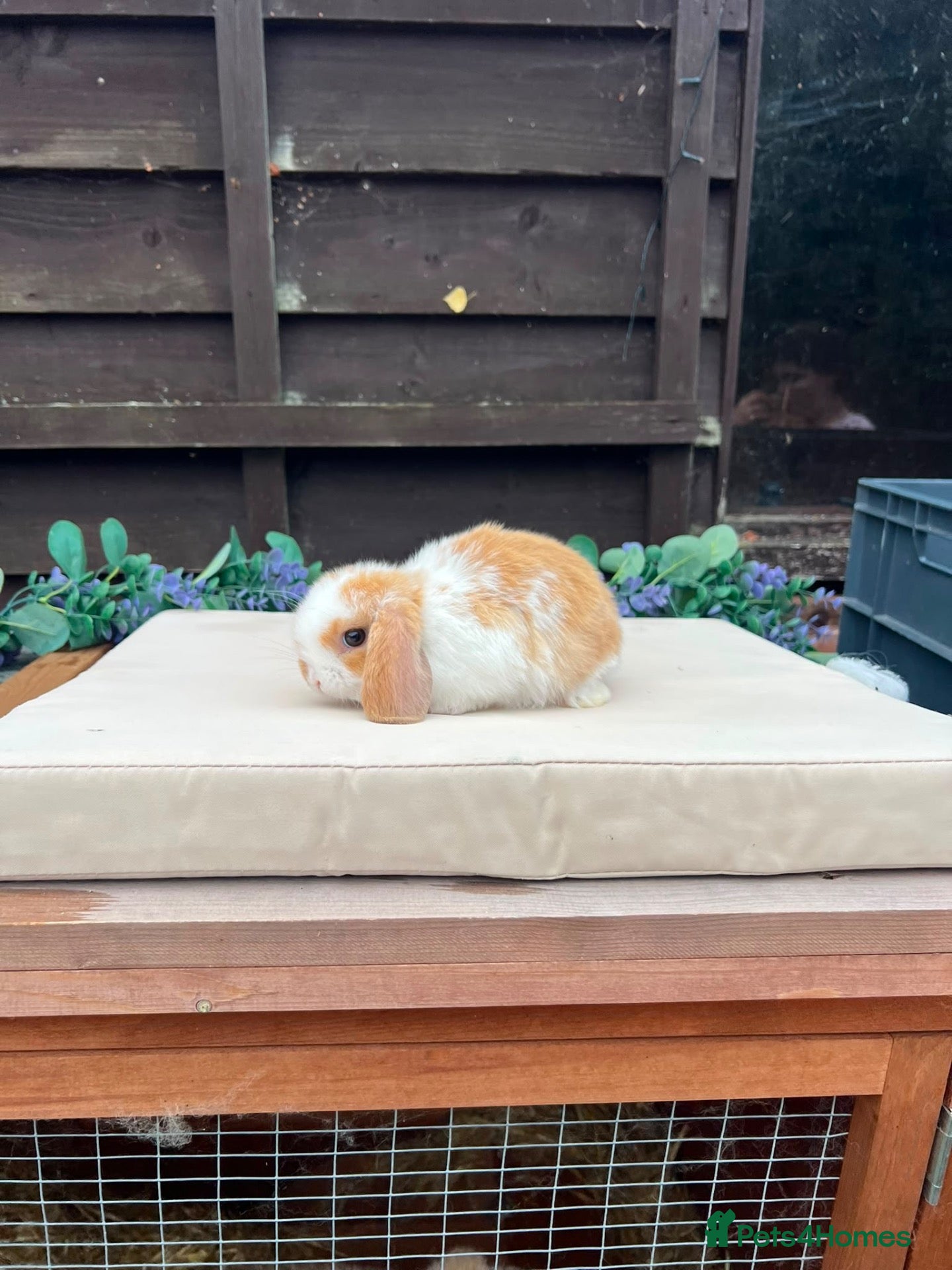 Mini Lop rabbits Pure bred mini lops - Advert 2
