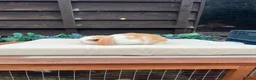 Mini Lop rabbits for sale: Pure bred mini lops - Advert 3