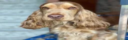 Cocker Spaniel dogs for sale: Show type KC registered cocker spaniels  - Advert 12