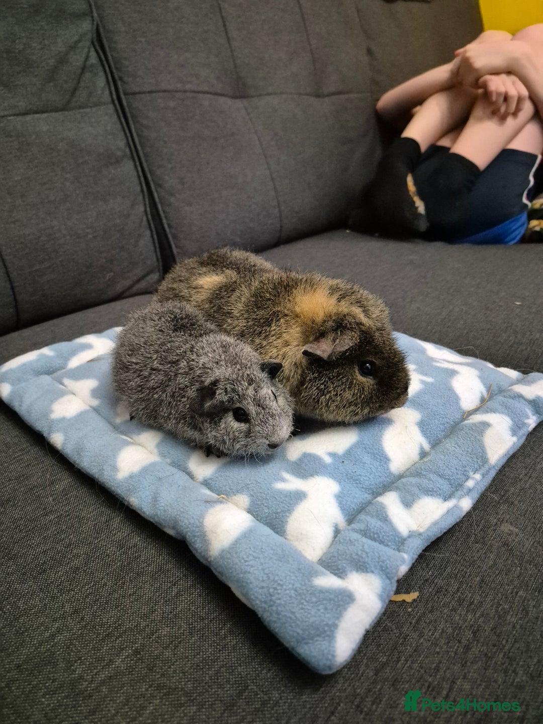 Guinea Pig rodents for sale: 6mth Teddy and 8week Rex - Advert 2