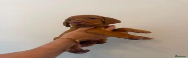 Hungarian Vizsla 1