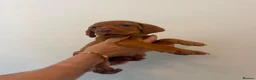 Hungarian Vizsla dogs for sale: KC Hungarian Vizsla Puppies - Advert 19