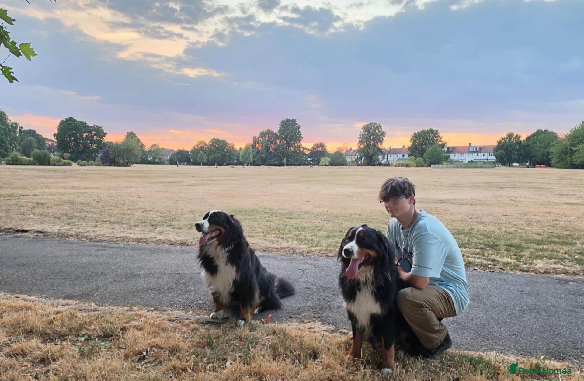 Bernese Mountain Dog dogs 🐾 Seven Beautiful Bernese Mountain Dog Puppies. - Advert 2