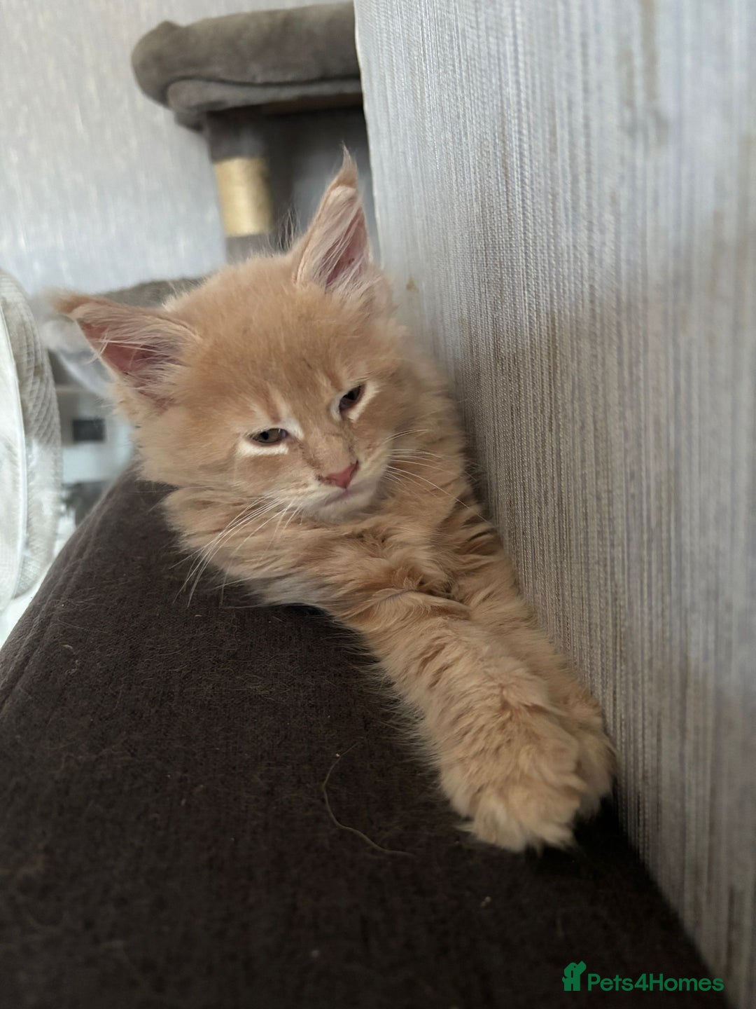 Maine Coon cats for sale: Beautiful Maine coon kitten boys - Image 5