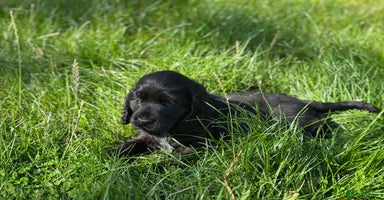 Cocker Spaniel dogs - Advert 6