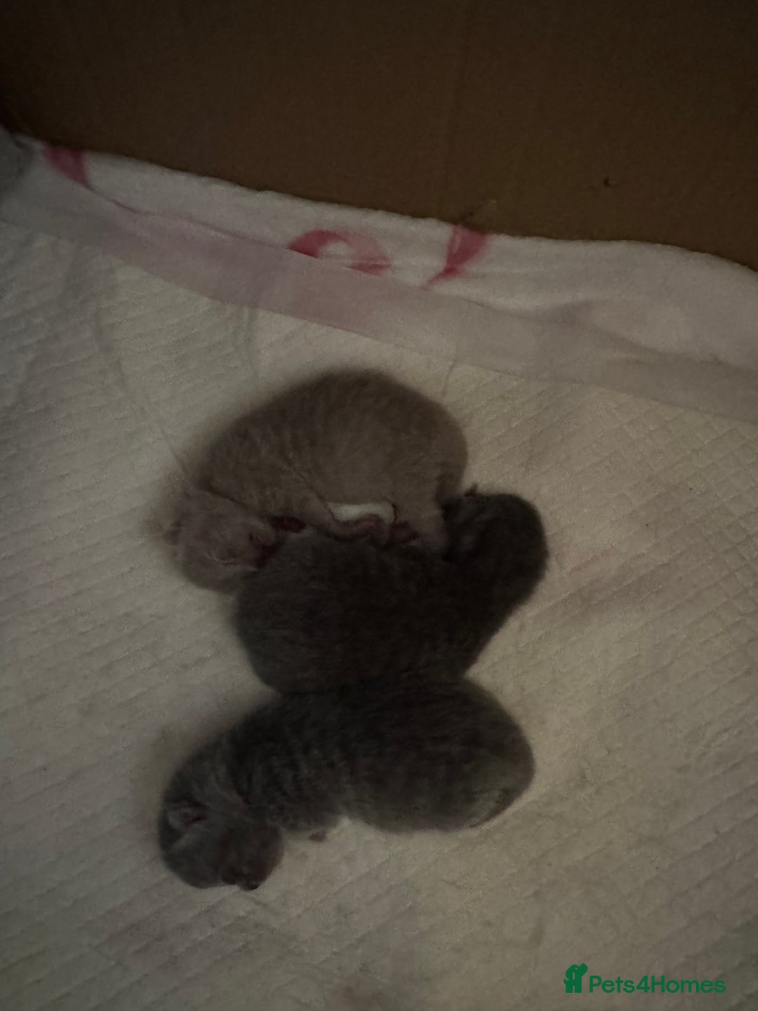 British Shorthair cats for sale: Beautiful British short hair kitten  - Image 6