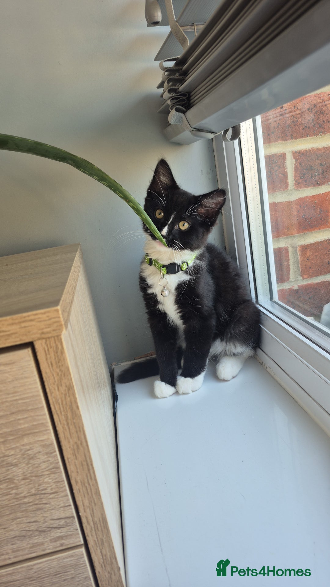Mixed Breed cats for sale: 2 Kittens  - Image 5