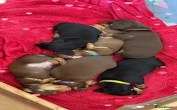 Dachshund dogs for sale: Beautiful dachshund puppies - Image 4