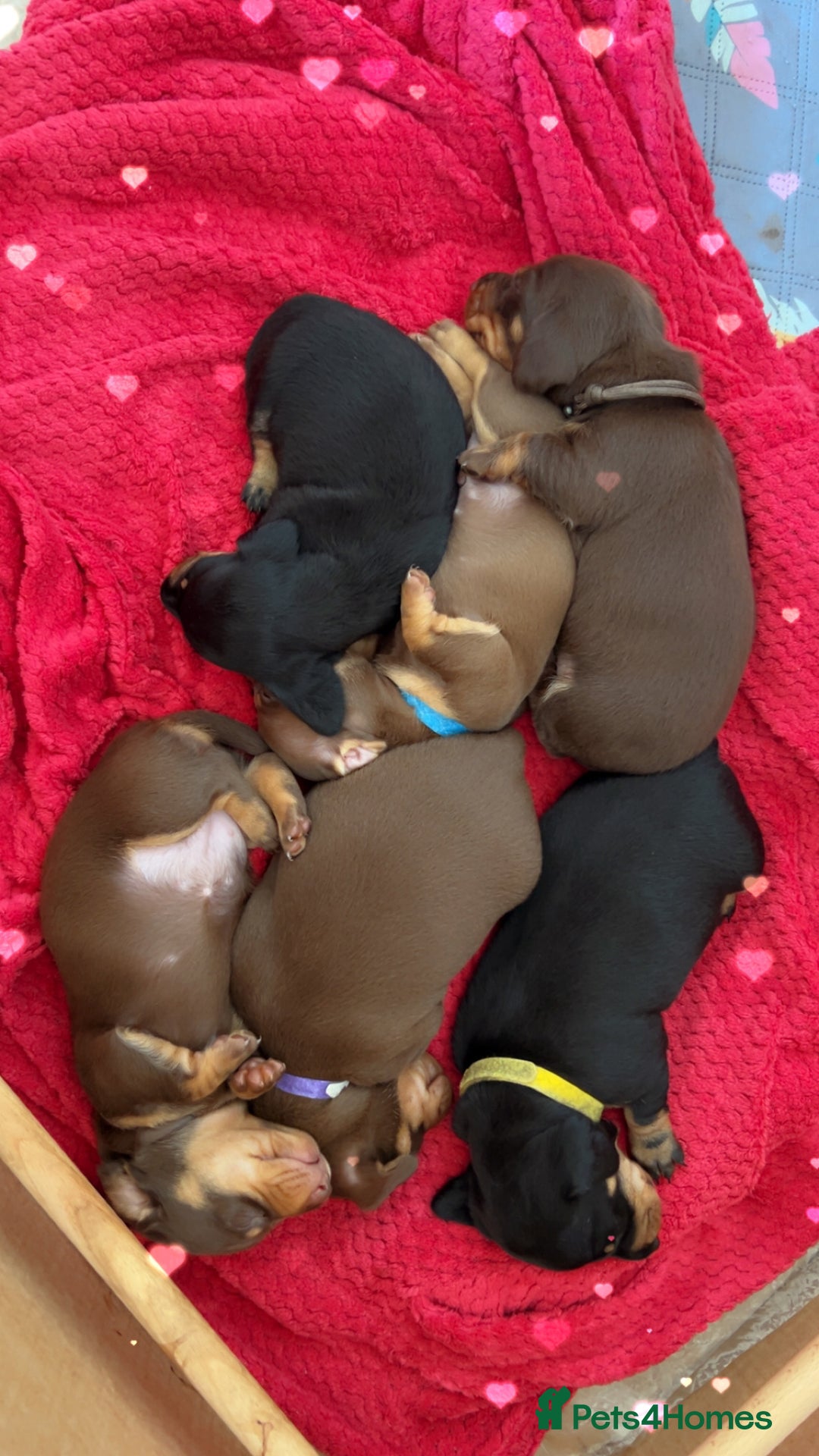 Dachshund dogs for sale: Beautiful dachshund puppies - Image 4
