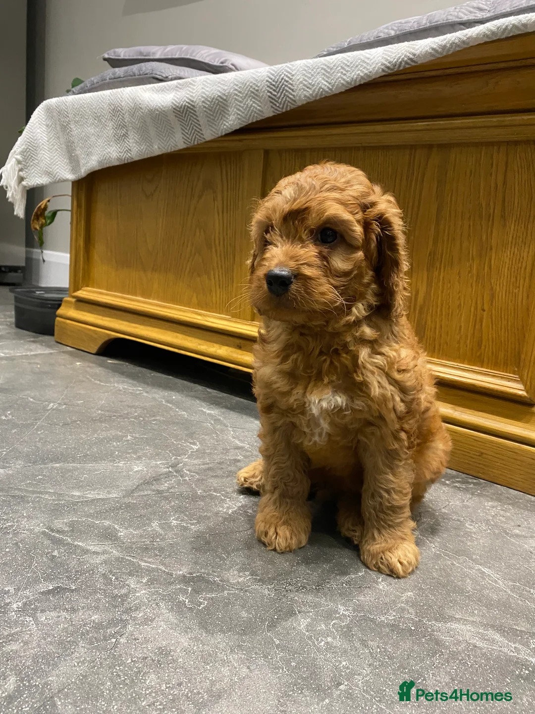 Irish Doodle dogs for sale: F1 Mini irishdoodle (JUST 1 LEFT) - Advert 1