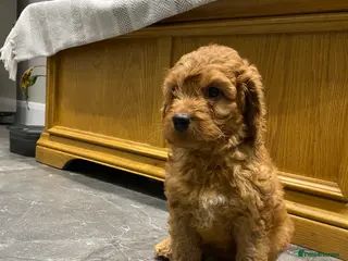 Irish Doodle dogs F1 Mini irishdoodle (JUST 1 LEFT) - Advert 15