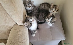 British Shorthair cats for sale: British Short-hair kittens - Image 7