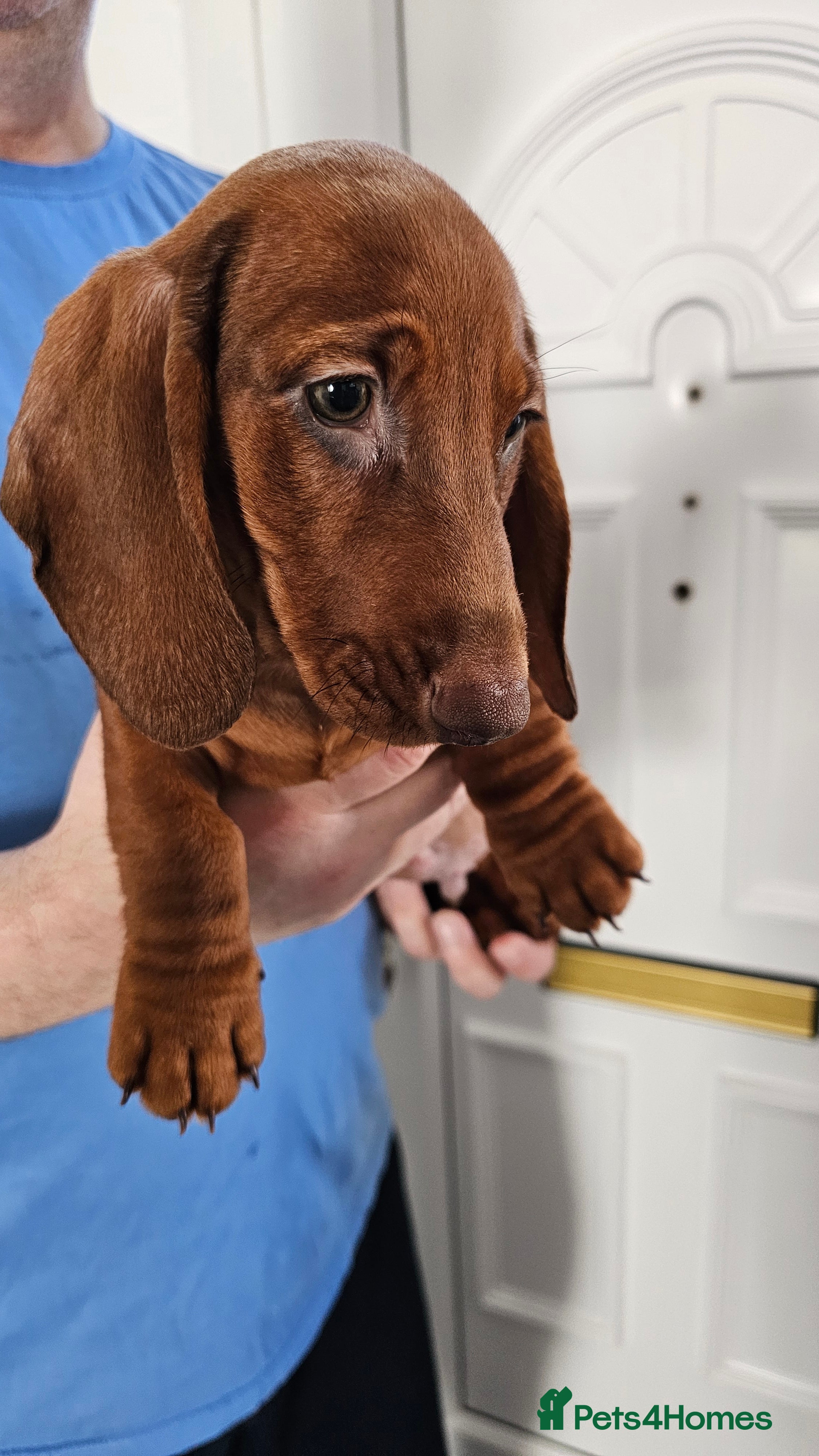 Dachshund dogs Ready Now !!!🐶 KC Standard Dachshund puppies! !!! - Advert 5