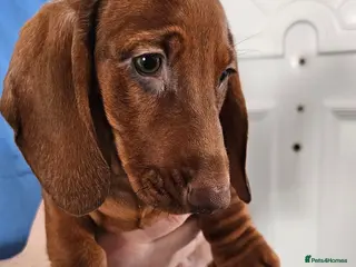 Dachshund dogs Ready Now !!!🐶 KC Standard Dachshund puppies! !!! - Advert 5