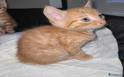 Mixed Breed cats for sale: Kittens ready now  - Image 5