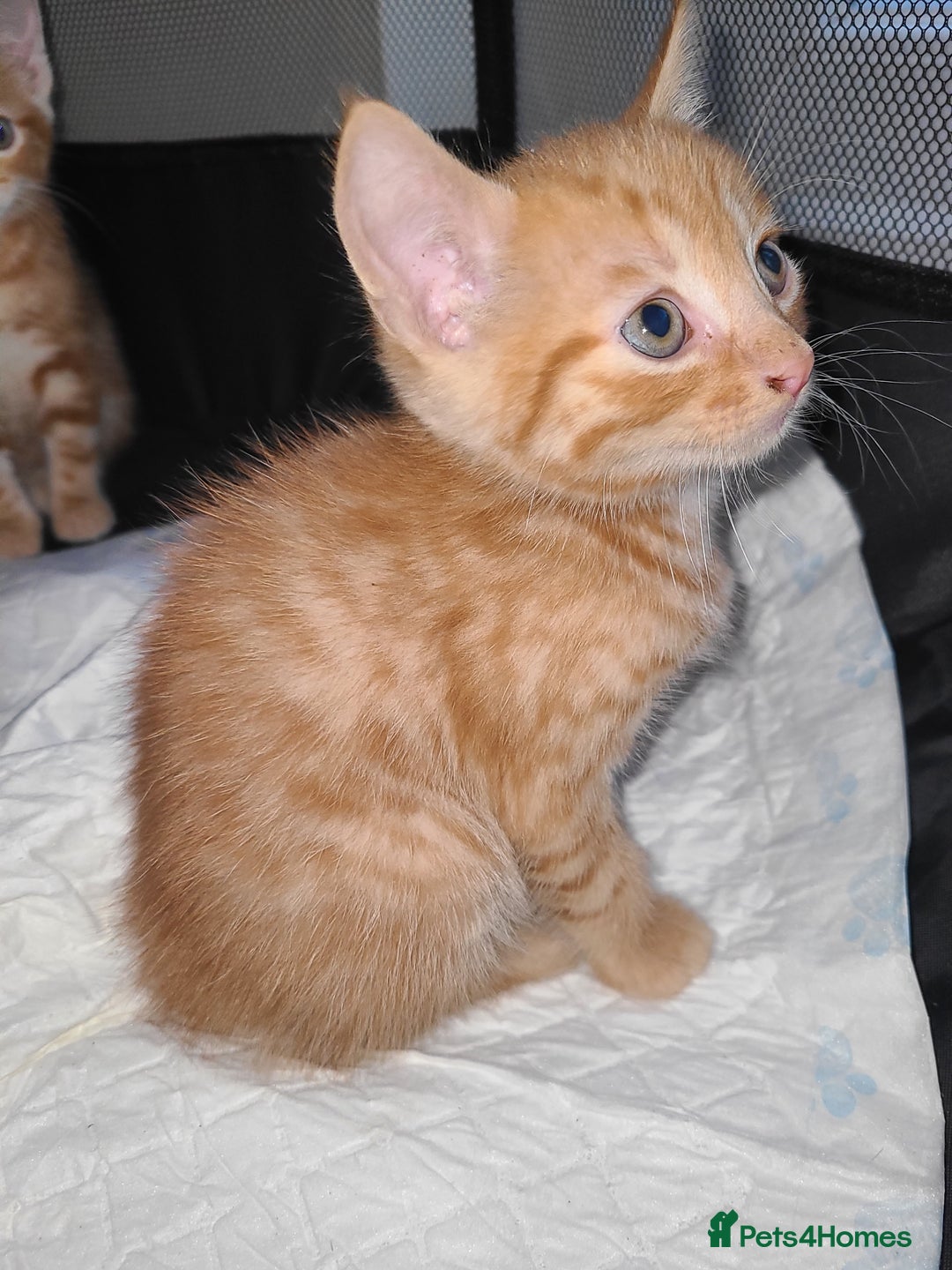 Mixed Breed cats for sale: Kittens ready now  - Image 5