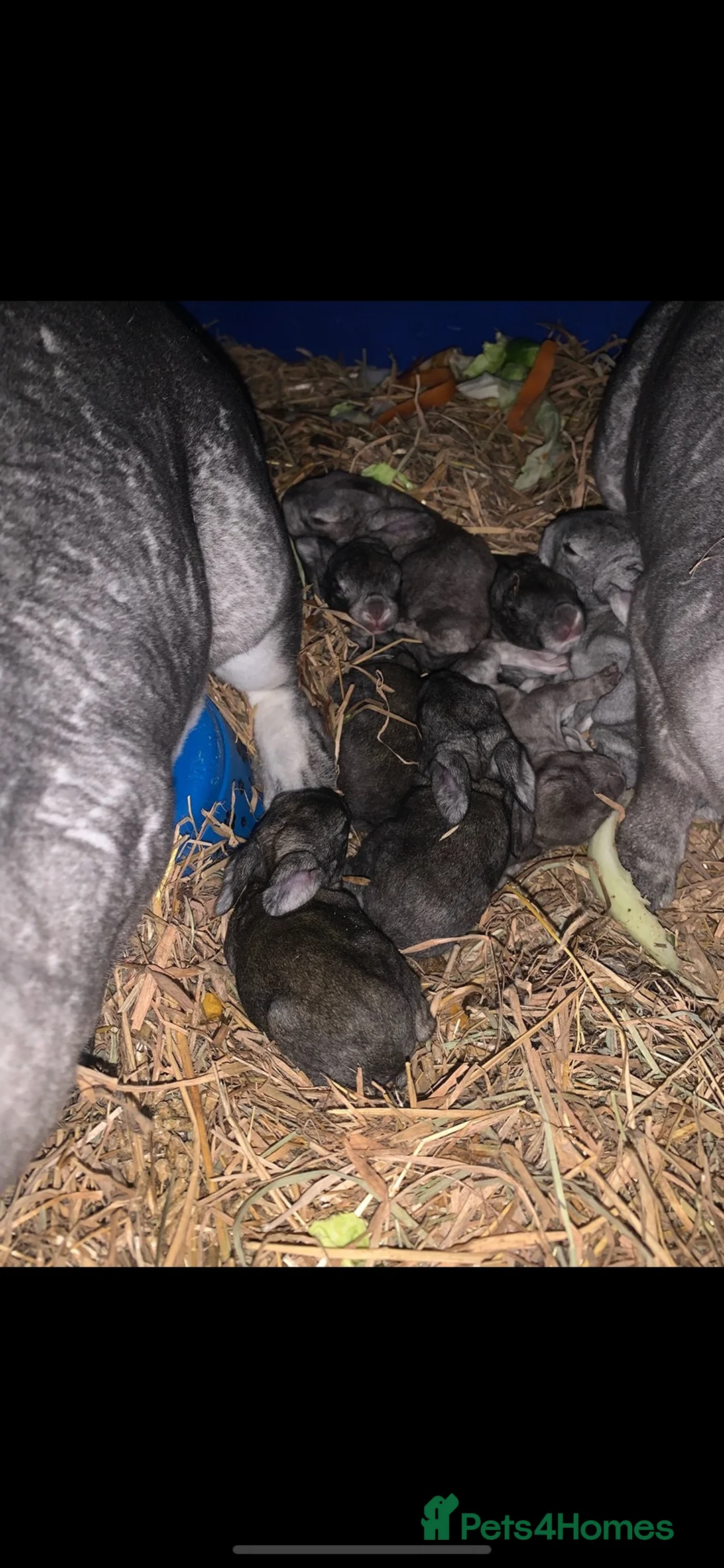 Chinchilla rabbits for sale: Mix of cute rabbits in Liverpool - Advert 2