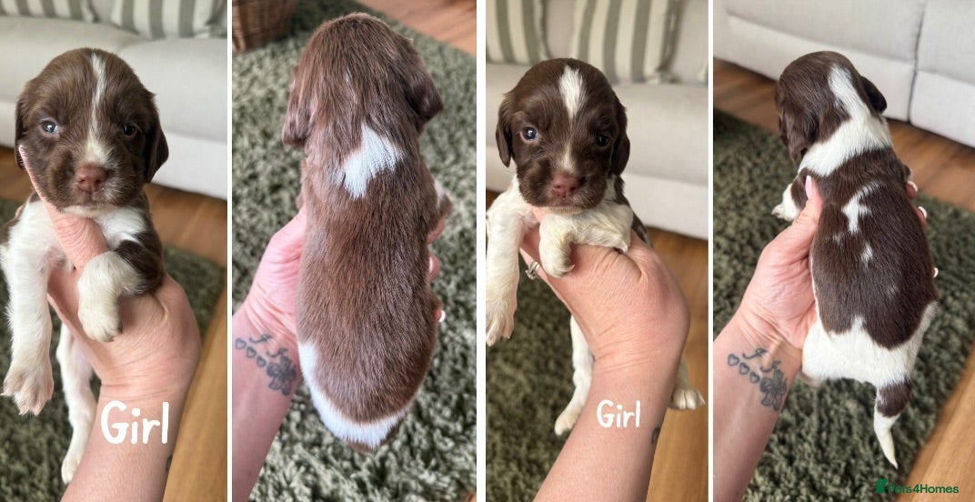 English Springer Spaniel dogs 🐶KC REG SPRINGER SPANIEL PUPPIES READY 3rd JULY🐶 - Advert 1