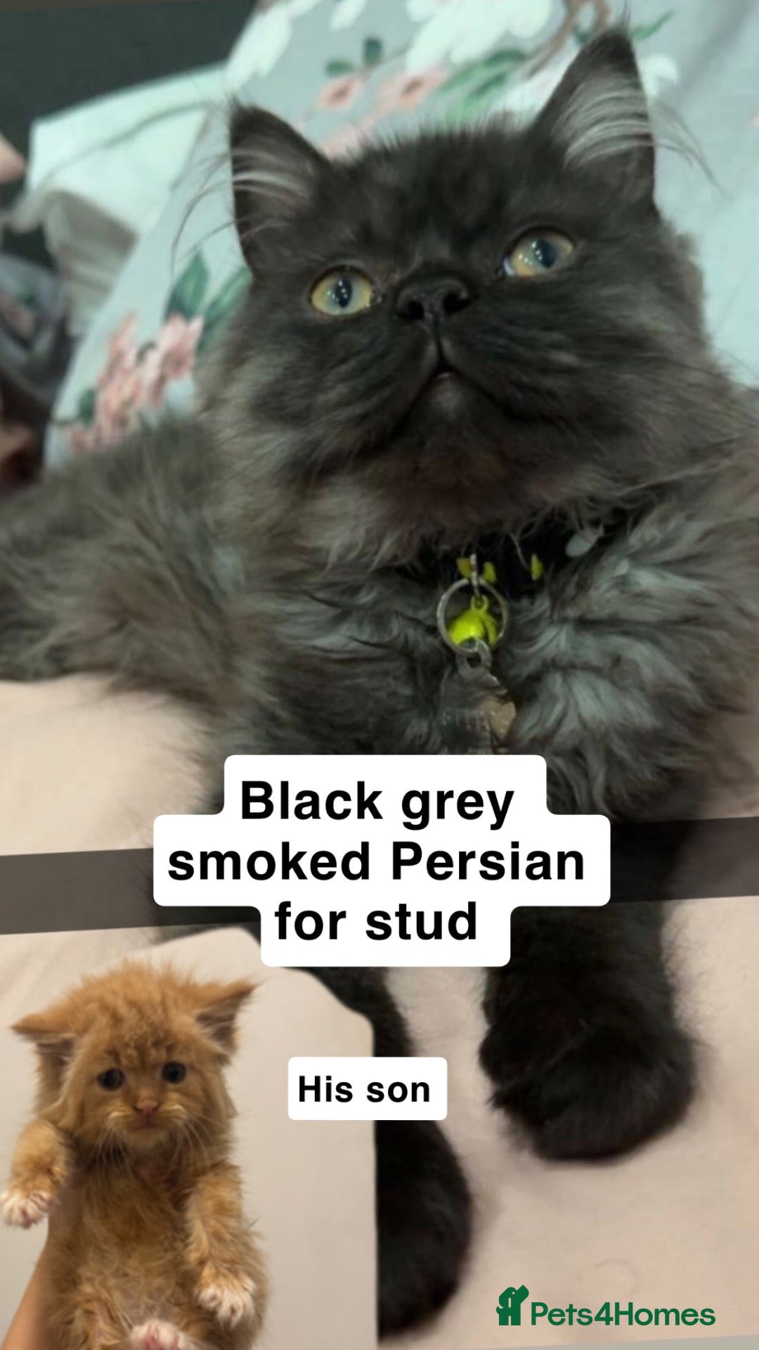 Perdoll cats Black smoke - Advert 2