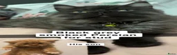 Perdoll cats for stud: Black smoke in Bradford - Advert 1