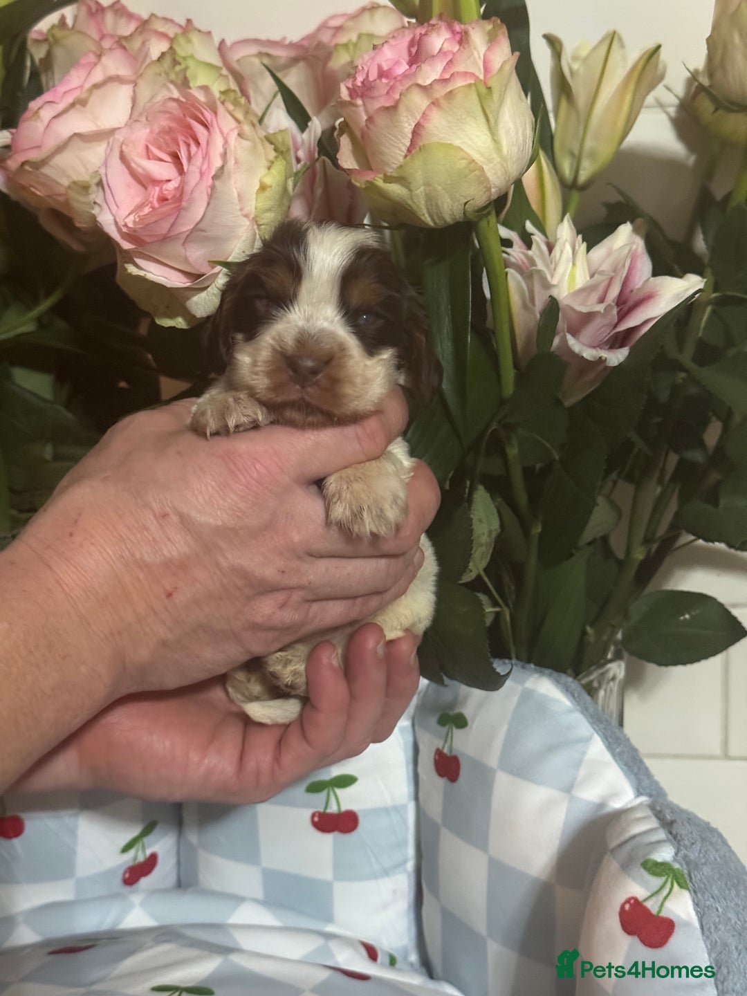 Cocker Spaniel dogs for sale: 7 gorgeous show type cocker spaniel dna clear  - Advert 5