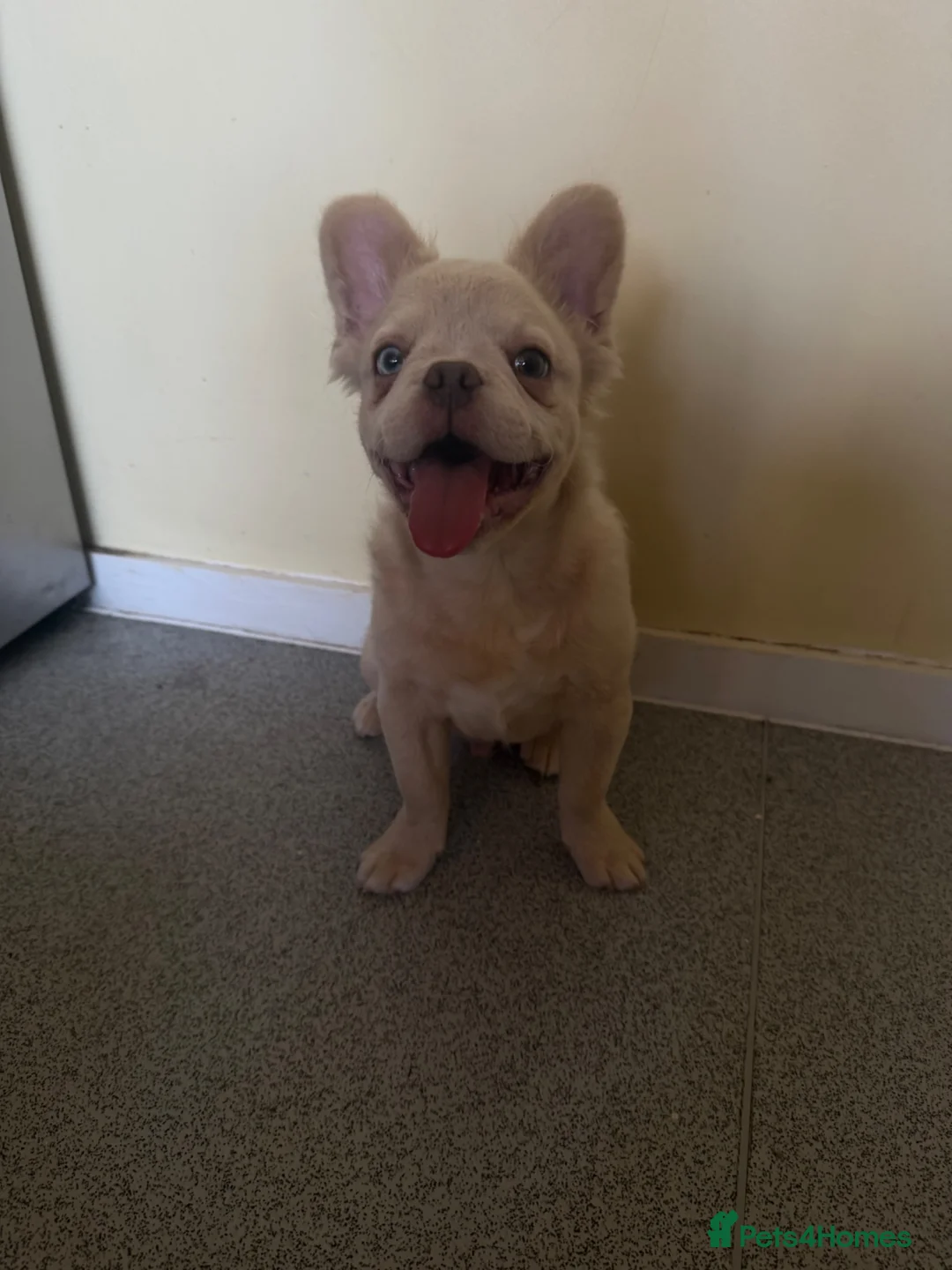 French Bulldog dogs for sale: FLUFFY FRENCH BULLDOG - Advert 2