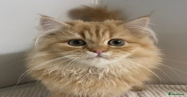 Persian cats - Advert 5