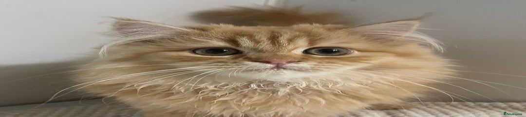 Persian Kitten 1