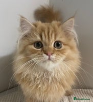 Persian cats - Advert 5