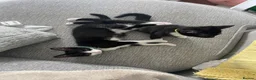 Mixed Breed cats for sale: Tuxedo kittens - Advert 1