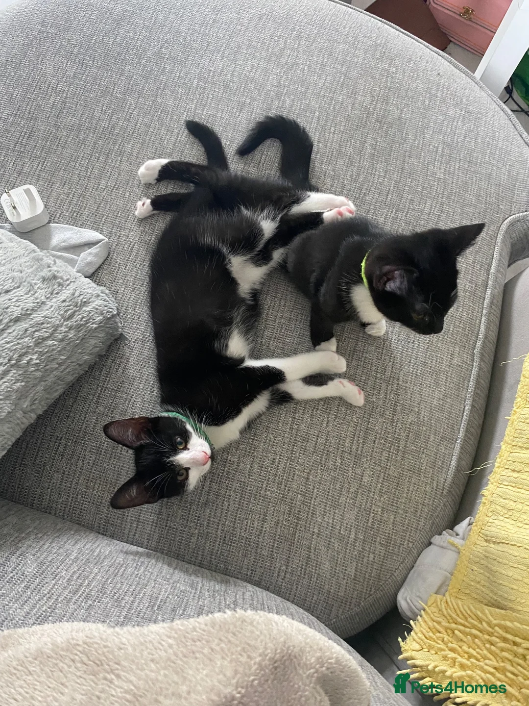 Mixed Breed cats for sale: Tuxedo kittens - Advert 1