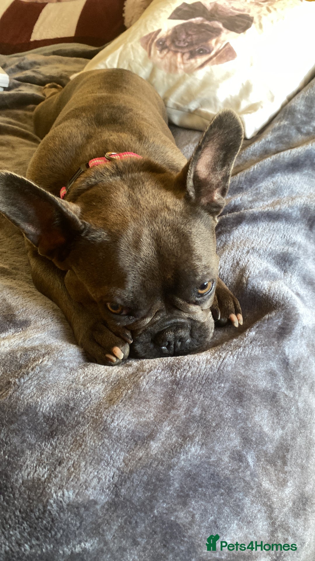 French Bulldog dogs for sale: French bulldog age 4 - Image 3