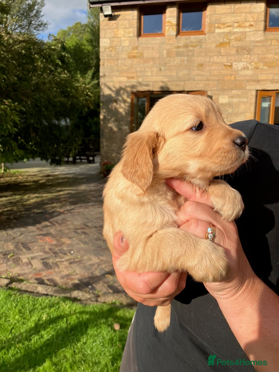 Golden Retriever dogs for sale: KC Reg'd Golden Retriever Puppy ICT DNA clear  - Image 5
