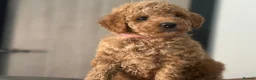Goldendoodle dogs for sale: F1B MINI/MEDIUM GOLDENDOODLES 2 RESERVED - Advert 2